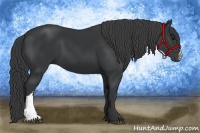 Horse Color:Black 