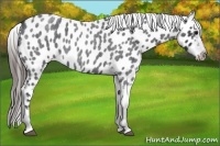 Horse Color:Blue Roan Appaloosa 