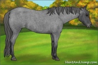 Horse Color:Blue Roan Appaloosa 