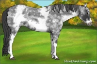 Horse Color:White Spotted Blue Roan Splash Frame Varnish 