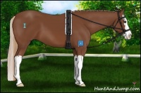 Horse Color:Chestnut Sabino Splash