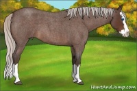 Horse Color:Silver Bay Roan Splash 