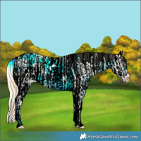 Horse Color:White Spotted Buckskin Roan Pearl Dun  and Buckskin Roan Pearl Dun Blanket 