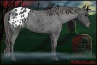 Horse Color:Blue Roan Appaloosa 