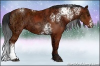 Horse Color:White Spotted Bay Ice Rabicano