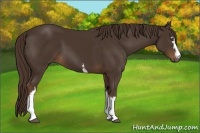 Horse Color:White Spotted Liver Chestnut 