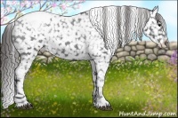 Horse Color:Black Appaloosa