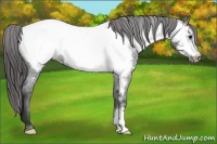 Horse Color:Blue Roan Frame Appaloosa