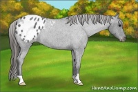 Horse Color:Blue Roan Appaloosa