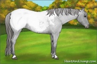 Horse Color:Blue Roan Appaloosa