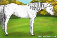 Horse Color:White Spotted Blue Roan Appaloosa