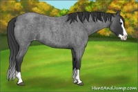 Horse Color:Blue Roan Splash Varnish 
