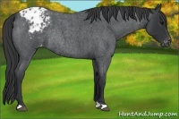 Horse Color:Blue Roan Blanket Rabicano