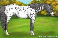 Horse Color:Blue Roan Frame Appaloosa 
