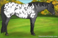 Horse Color:Blue Roan Near Leopard 