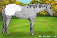 Horse Color:Blue Roan Appaloosa 
