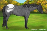 Horse Color:Blue Roan Appaloosa Rabicano 