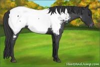 Horse Color:Blue Roan Appaloosa 