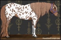 Horse Color:Chestnut Near Leopard 