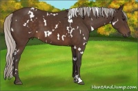 Horse Color:White Spotted Silver Brown