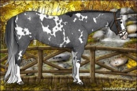 Horse Color:White Spotted Blue Roan Splash 