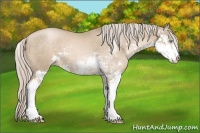 Horse Color:Chocolate Palomino Pearl Sabino