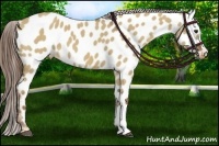 Horse Color:Red Dun Near Leopard 