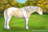 Horse Color:Silver Classic Champagne Dun Splash Tobiano Frame
