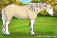 Horse Color:Silver Classic Champagne Dun Splash Frame 