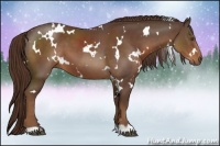 Horse Color:White Spotted Liver Chestnut