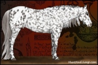 Horse Color:Grullo Appaloosa 