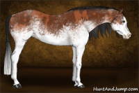 Horse Color:White Spotted Bay Splash  and Gray White Spotted Bay Splash 