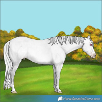 Horse Color:Silver Amber Champagne Chinchilla Roan Splash 