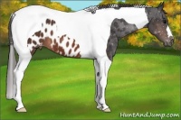 Horse Color:Brown Tobiano Appaloosa