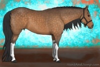 Horse Color:Buckskin 