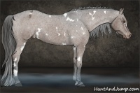 Horse Color:White Spotted Liver Chestnut Appaloosa Rabicano