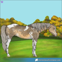 Horse Color:White Spotted Silver Buckskin Dun Tobiano 