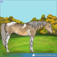 Horse Color:White Spotted Silver Buckskin Dun Tobiano 