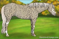 Horse Color:Silver Classic Champagne Ice Dun Splash Frame 