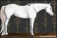 Horse Color:Palomino Near Leopard 