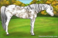 Horse Color:Bay Dun Sabino 