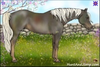 Horse Color:Liver Chestnut Rabicano 
