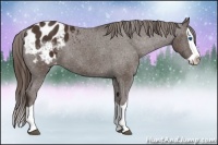Horse Color:Liver Chestnut Splash Appaloosa 