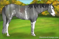 Horse Color:White Spotted Smoky Black Ice Sabino Splash 
