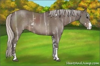Horse Color:Silver Brown Ice Sabino 
