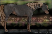 Horse Color:Liver Chestnut Rabicano 