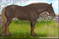 Horse Color:Liver Chestnut Rabicano