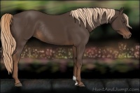 Horse Color:Liver Chestnut Rabicano 