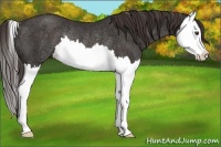 Horse Color:Liver Chestnut Splash Rabicano 
