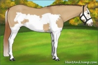 Horse Color:Red Dun Splash Frame